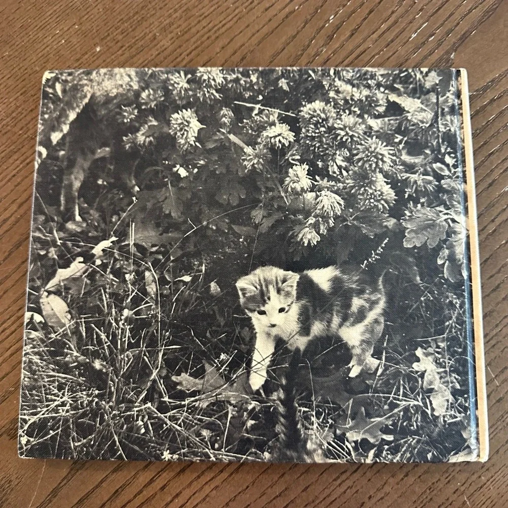 Birth of Sunset's Kittens Carla Stevens 1969 Vintage Childrens Book Cat Photo